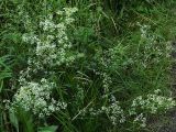 Galium album. Цветущее растение. Санкт-Петербург, окр. Шуваловского карьера. 11.07.2009.