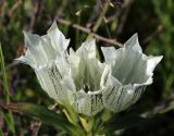 Gentiana algida