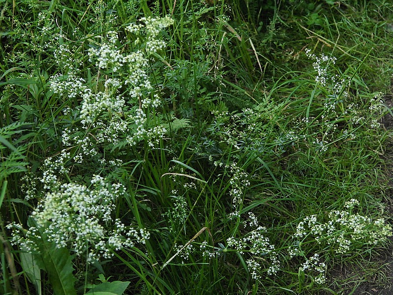 Image of Galium album specimen.