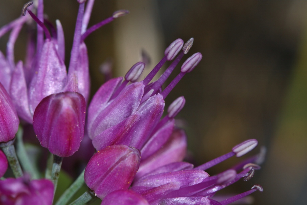 Image of Allium spirale specimen.