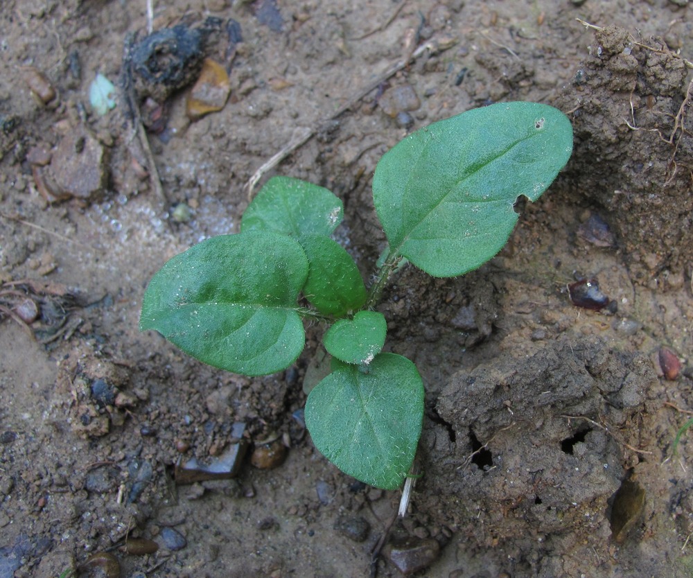 Image of genus Prunella specimen.