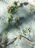 Trifolium variety albiflorum