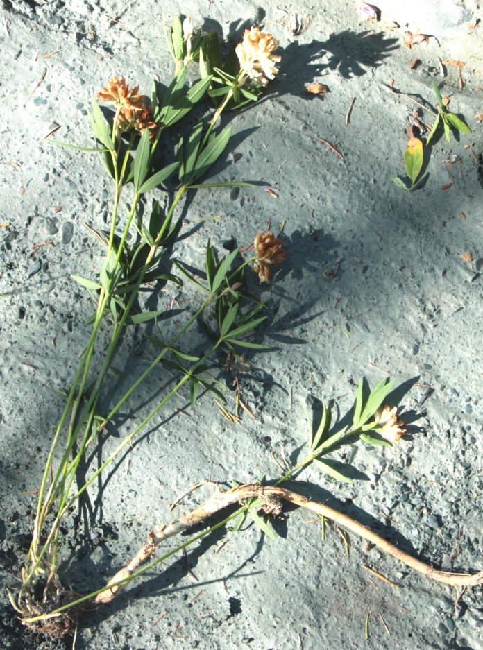 Изображение особи Trifolium lupinaster.