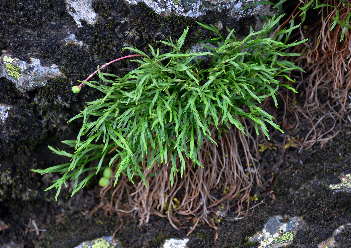 Image of Asplenium septentrionale specimen.