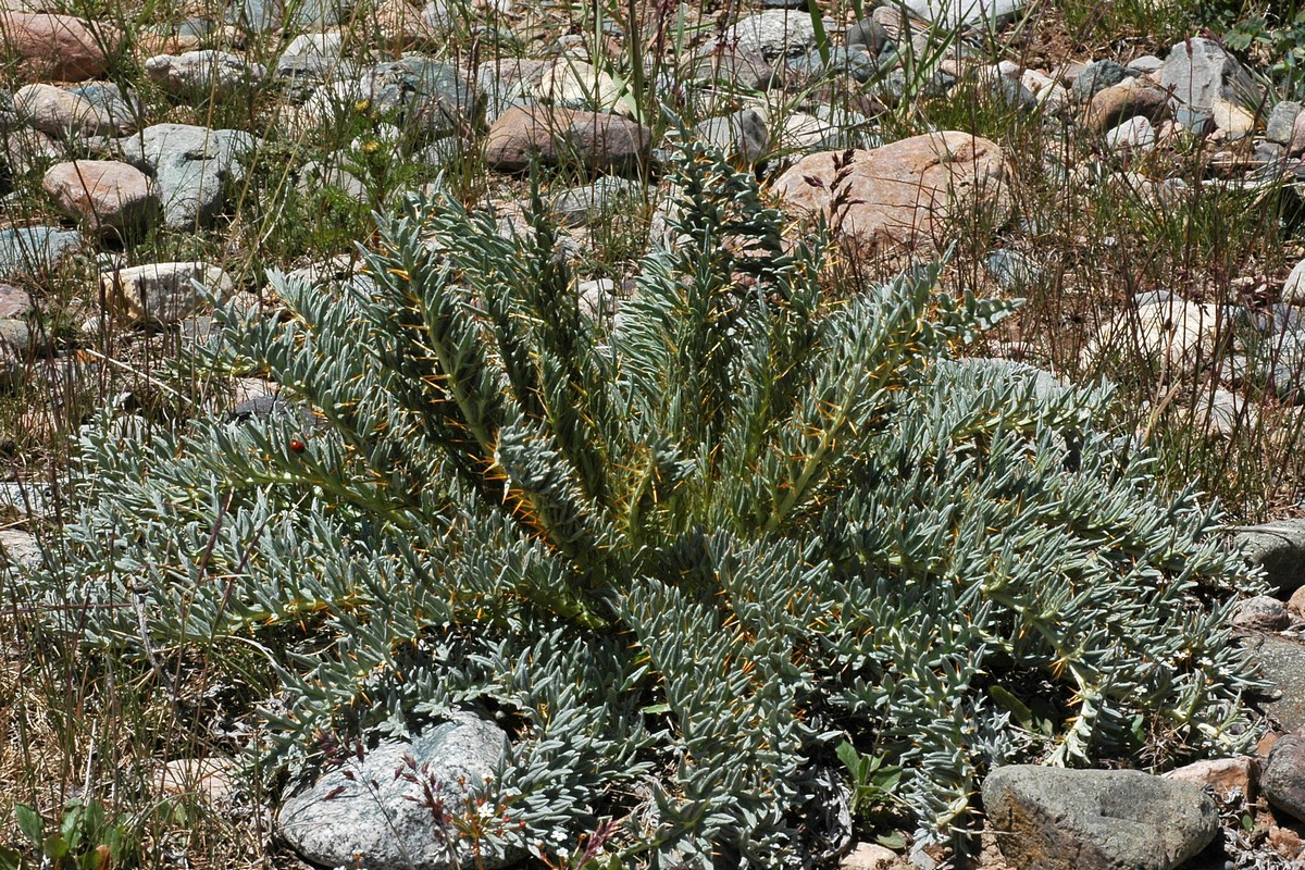 Image of Schmalhausenia nidulans specimen.