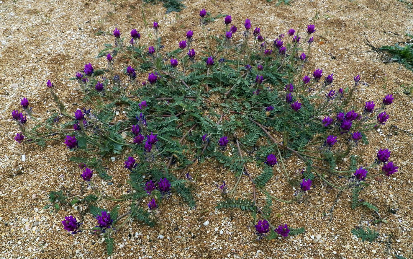 Image of Astragalus onobrychis specimen.