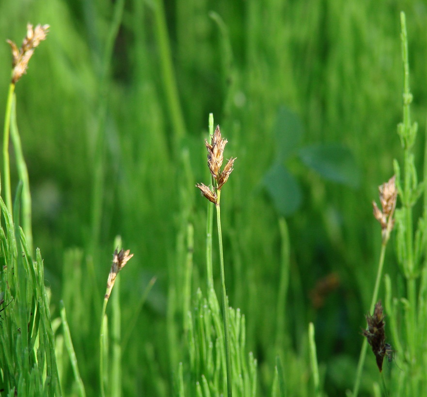 Изображение особи род Carex.