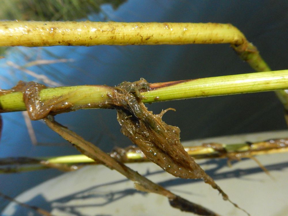 Image of Scolochloa festucacea specimen.