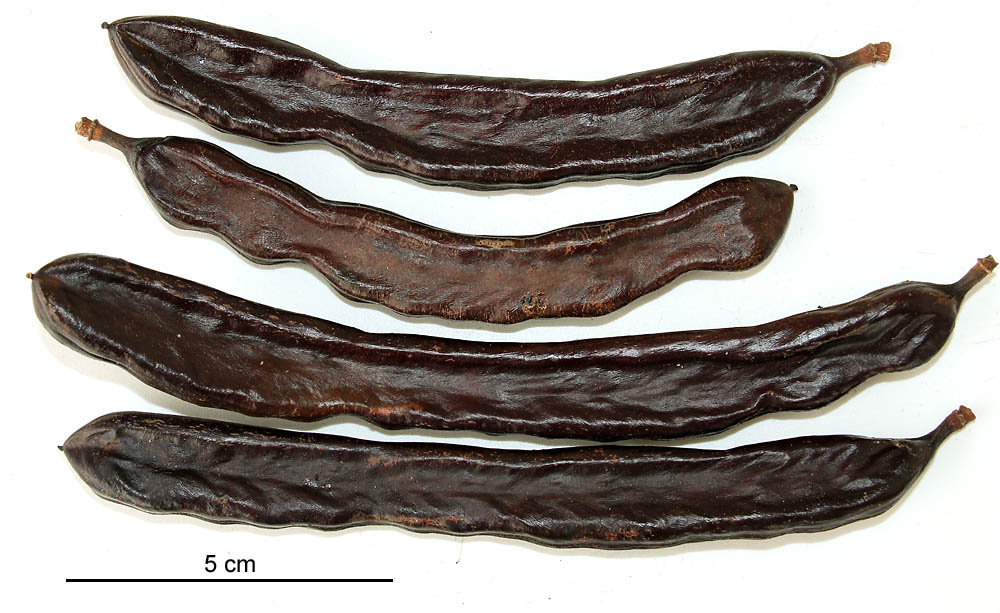 Image of Ceratonia siliqua individual.