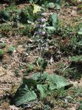 Phlomoides ostrowskiana