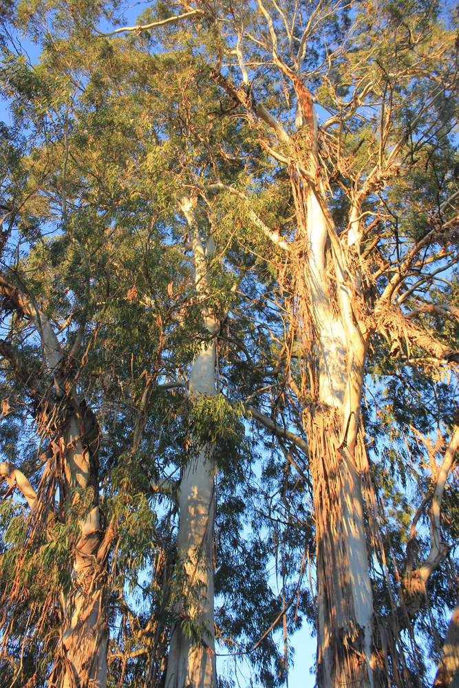 Image of Eucalyptus viminalis specimen.