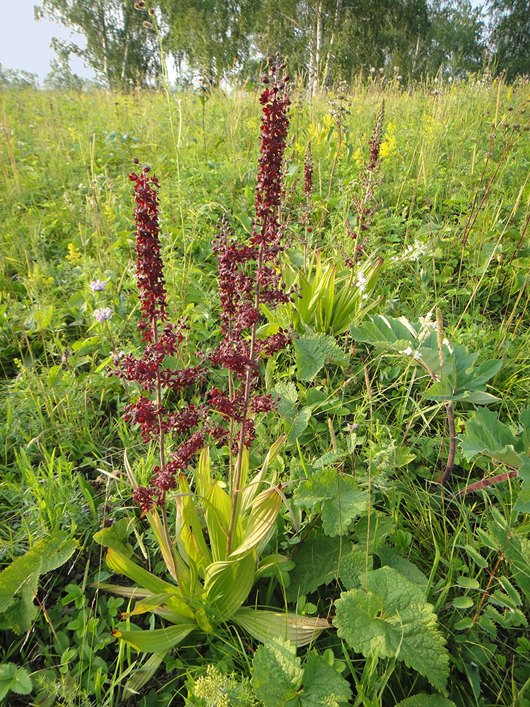 Изображение особи Veratrum nigrum.