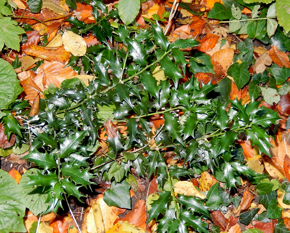 Image of Ilex colchica specimen.