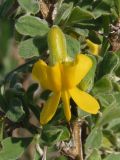 Caragana mollis