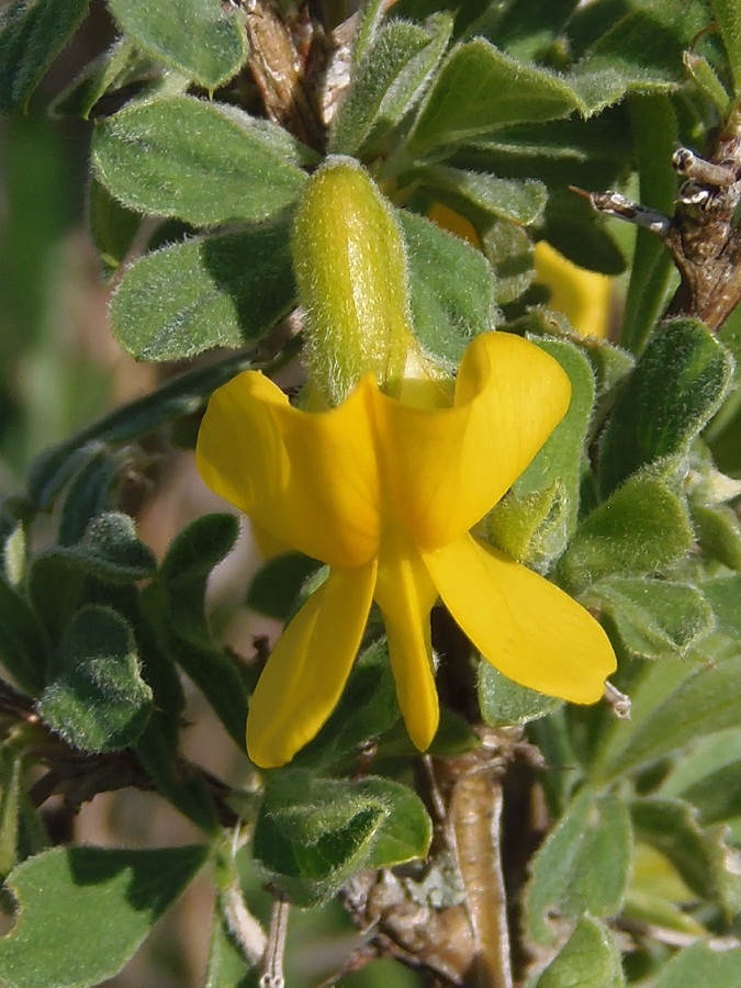 Image of Caragana mollis specimen.