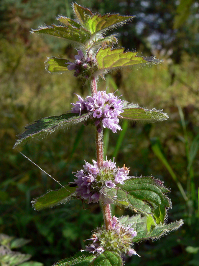 Image of Mentha &times; verticillata specimen.