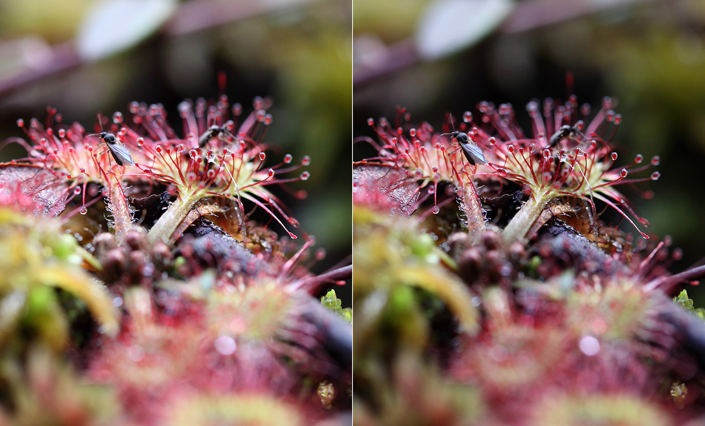 Image of Drosera rotundifolia specimen.