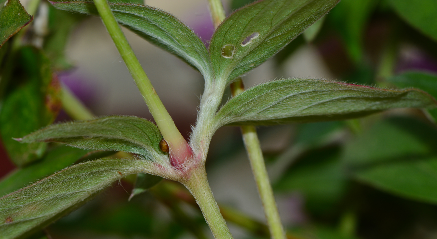 Image of Gomphrena globosa specimen.