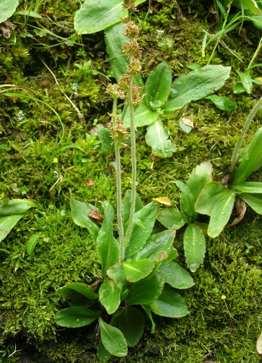 Image of Micranthes hieraciifolia specimen.