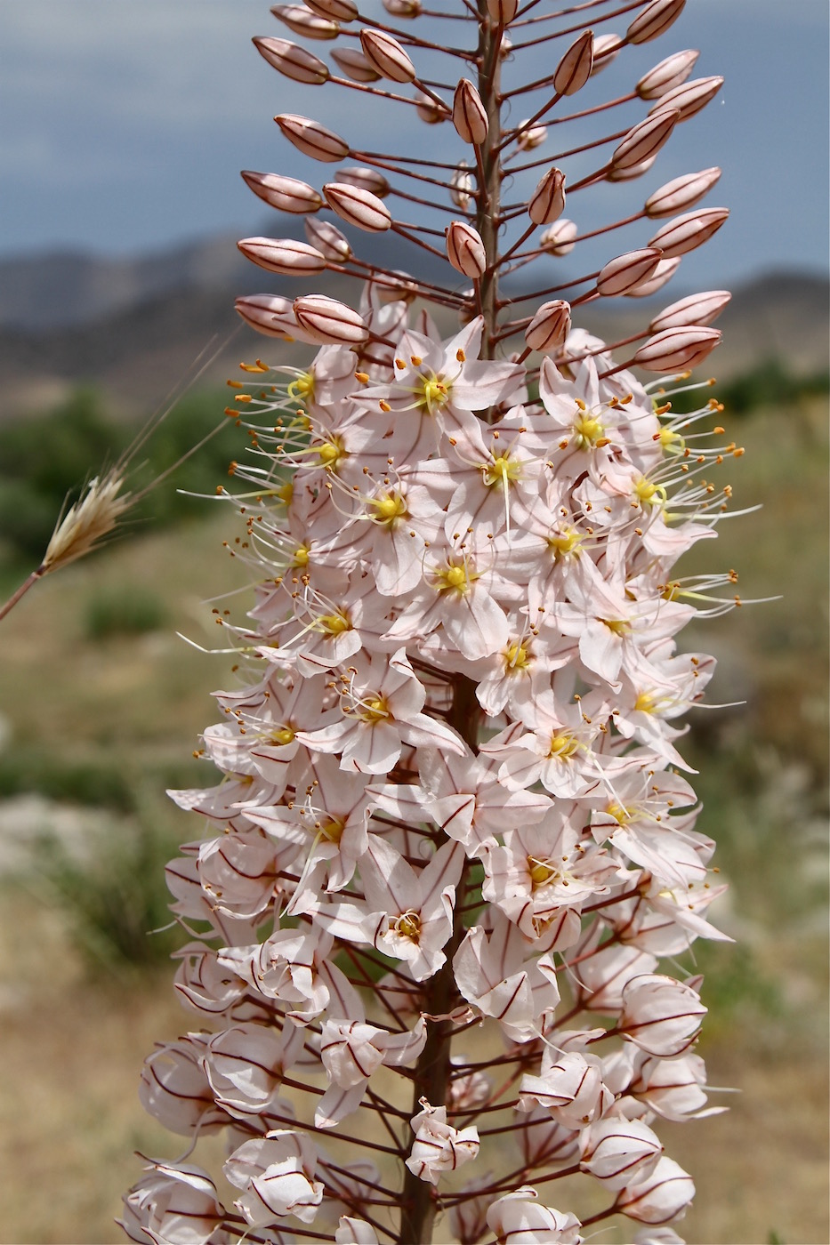 Изображение особи Eremurus olgae.