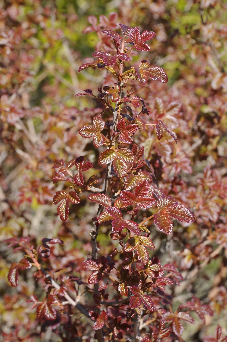 Изображение особи Toxicodendron diversilobum.