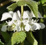 Lamium moschatum