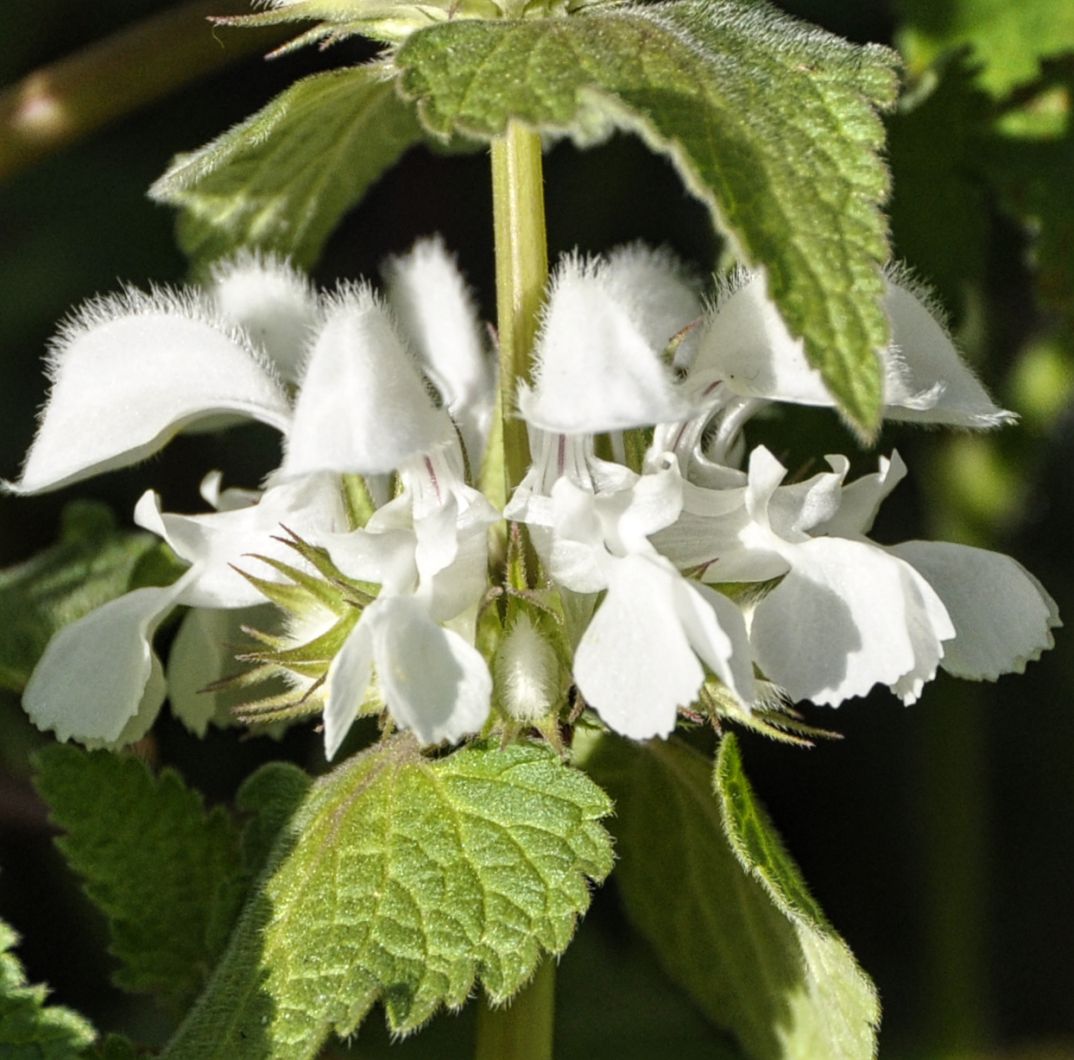 Image of Lamium moschatum specimen.