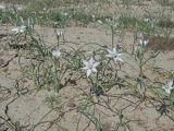 Ornithogalum navaschinii