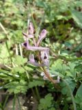 Corydalis paczoskii