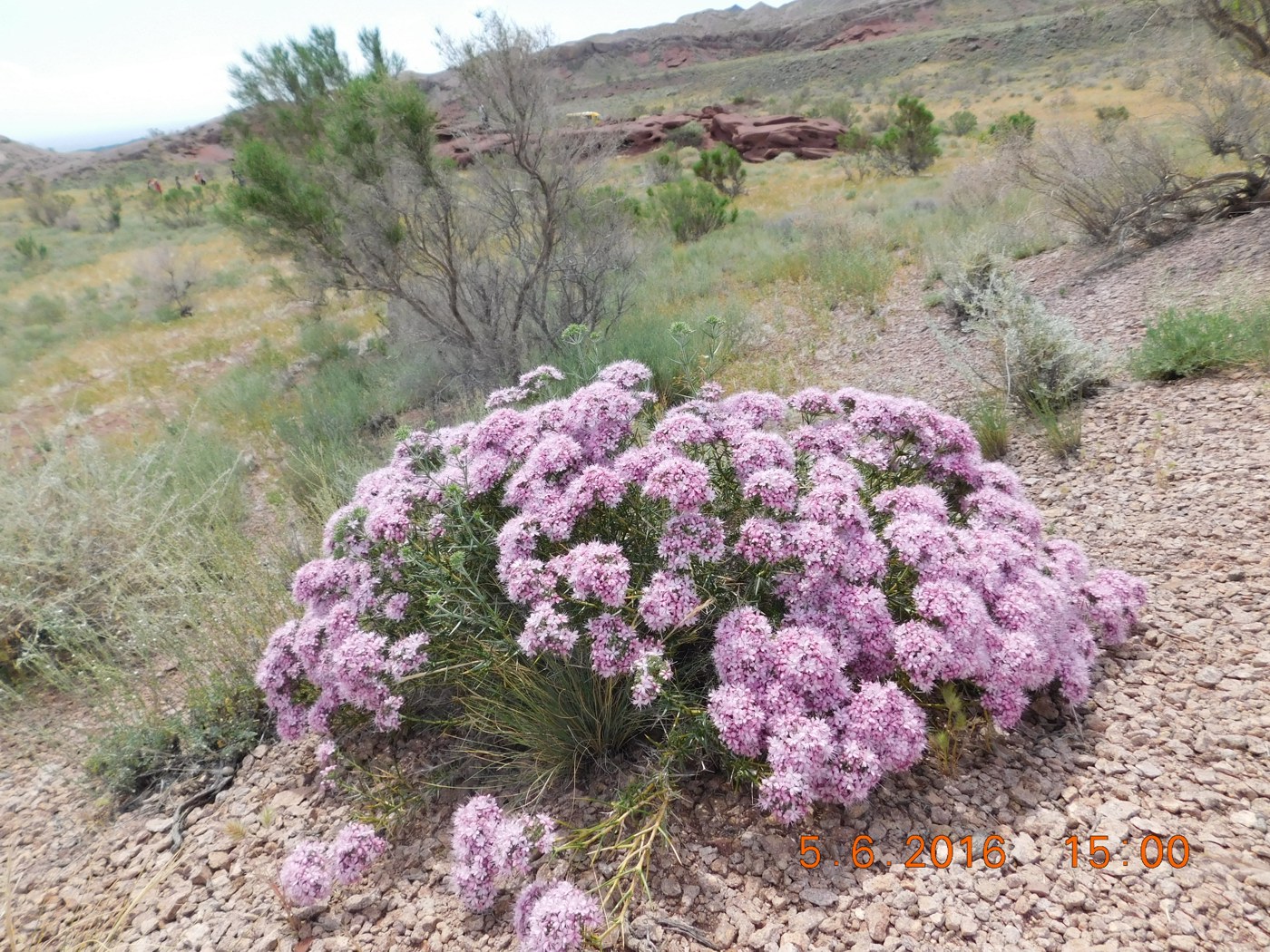 Image of Acanthophyllum pungens specimen.