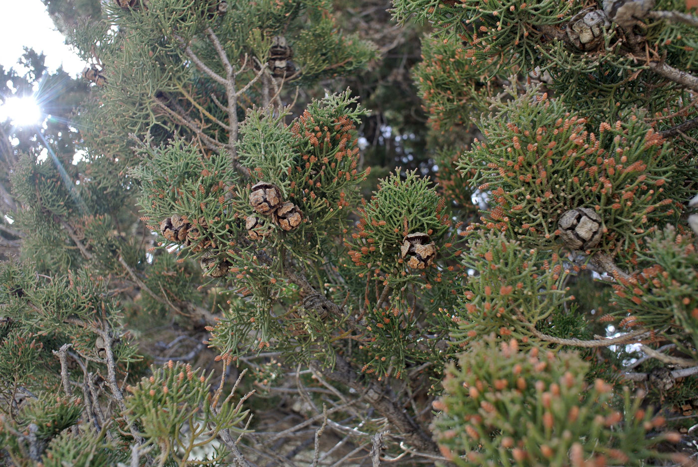 Image of Cupressus sempervirens specimen.