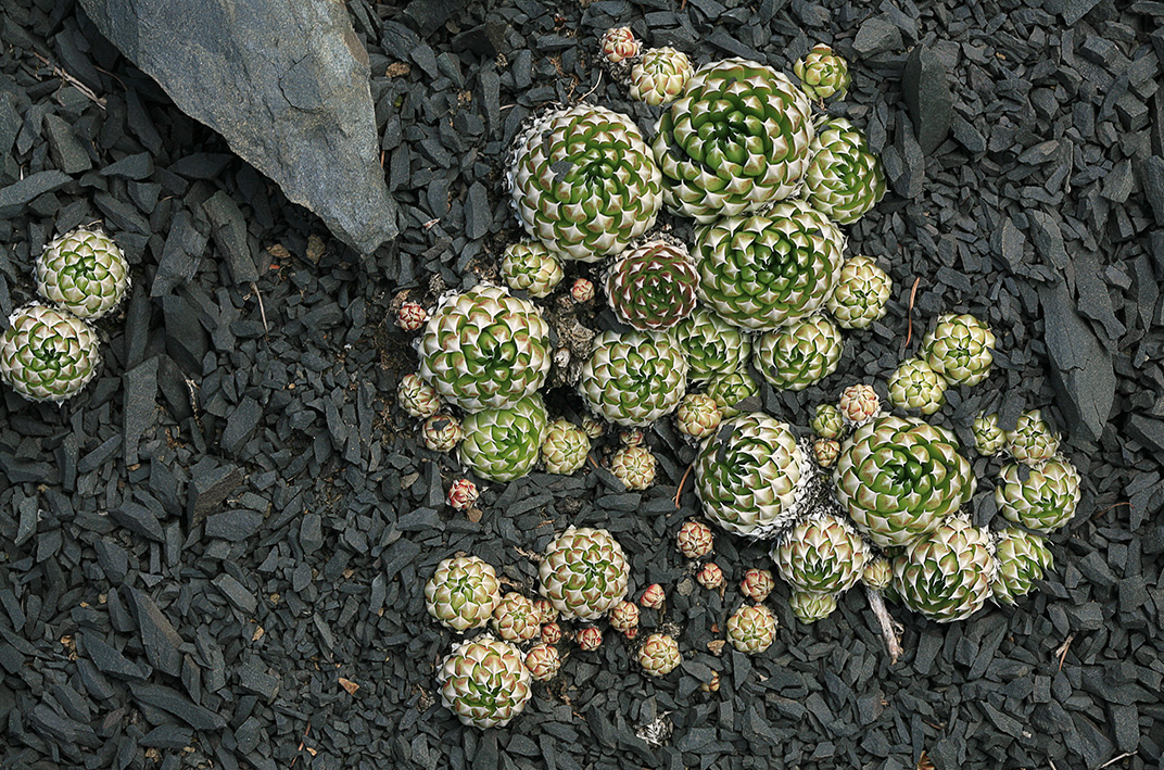 Изображение особи Orostachys spinosa.