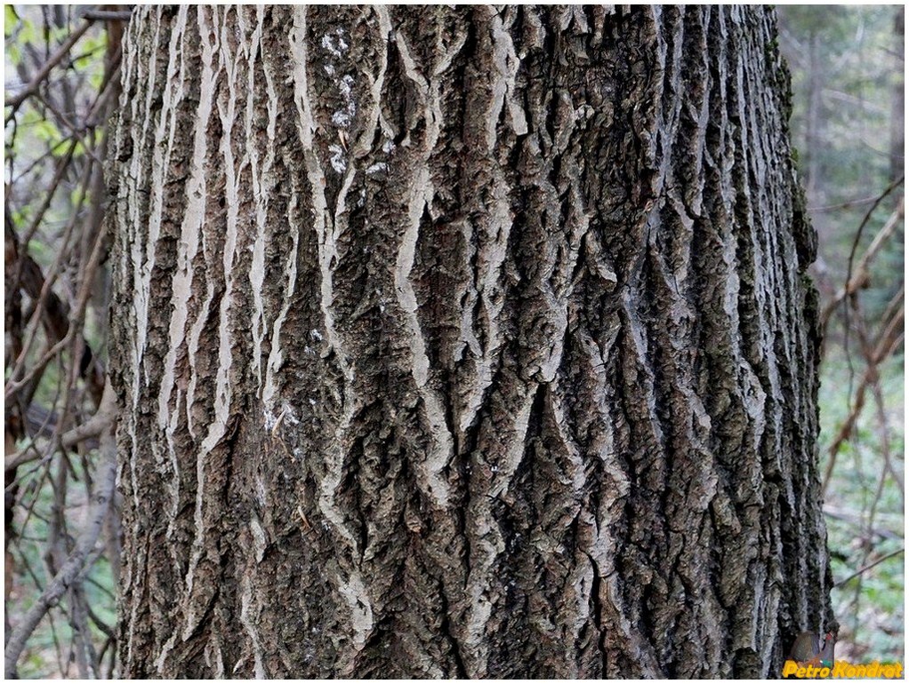 Изображение особи Salix caprea.