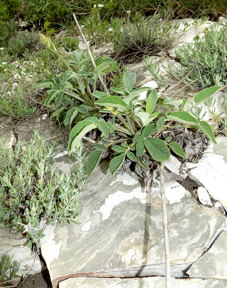 Image of Salvia ringens specimen.