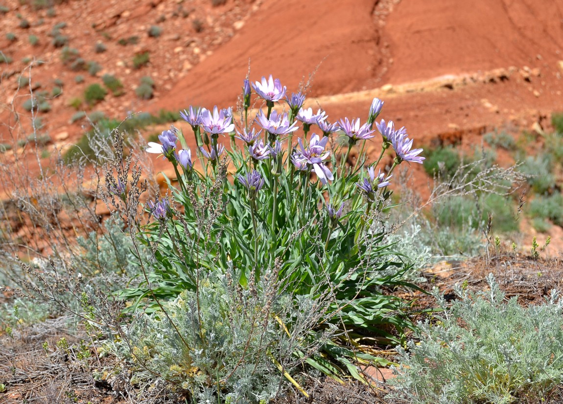 Image of Tragopogon marginifolius specimen.