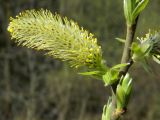 Salix cinerea