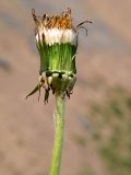 Taraxacum officinale. Соплодие с формирующимися плодами-летучками. Санкт-Петербург, пустырь. 26 мая 2009 г.