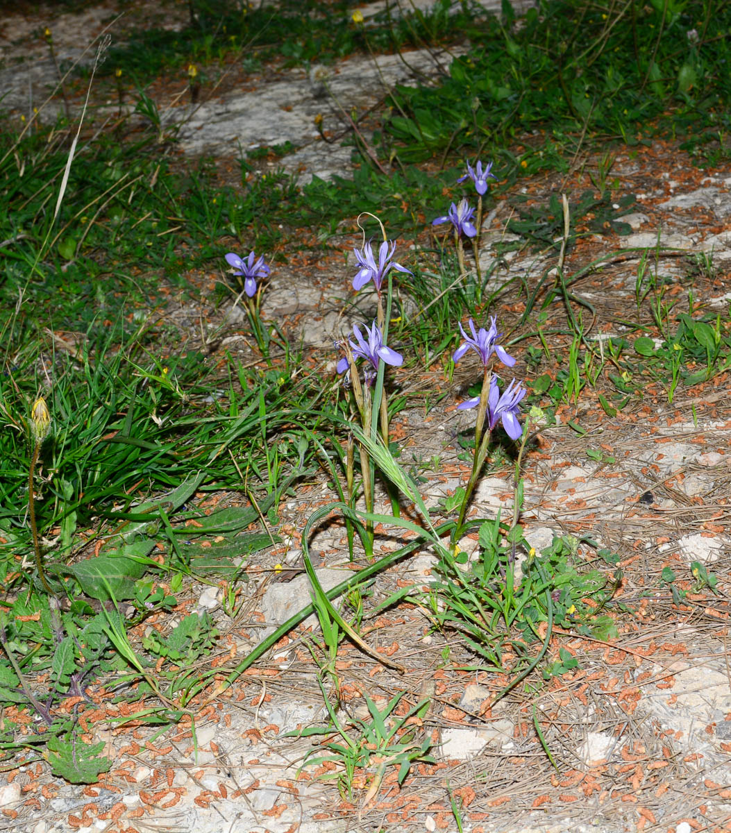 Image of Moraea sisyrinchium specimen.
