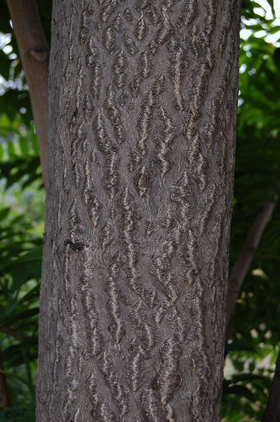 Image of Ailanthus altissima specimen.