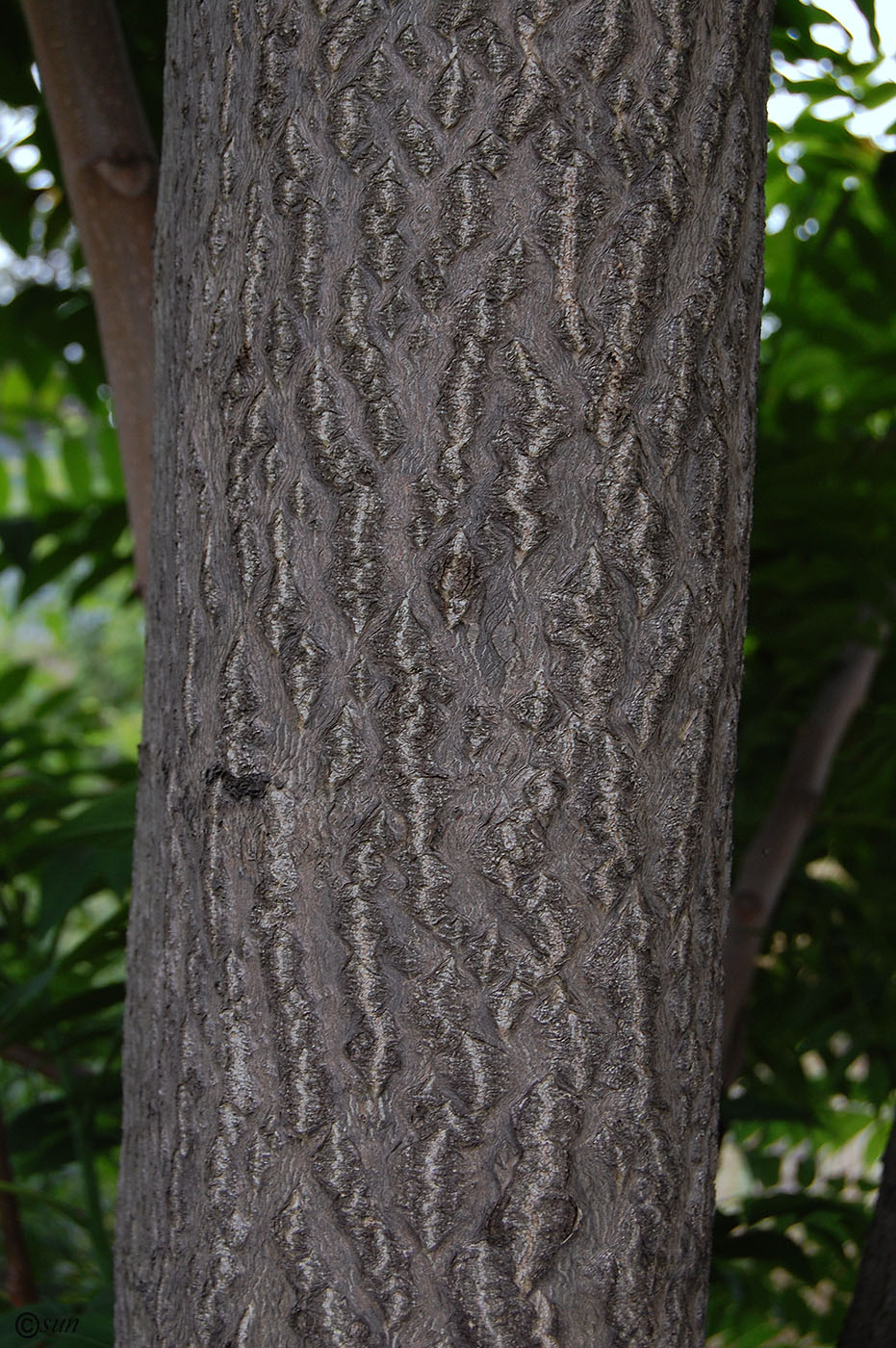 Изображение особи Ailanthus altissima.