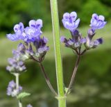 род Nepeta