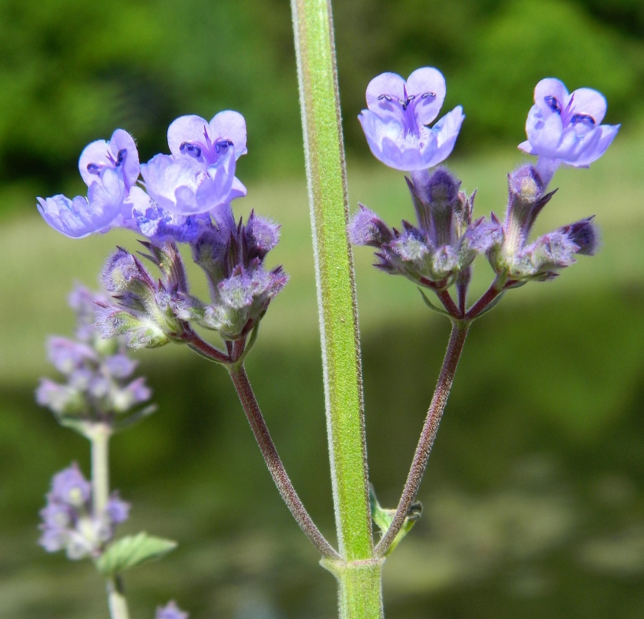 Image of genus Nepeta specimen.