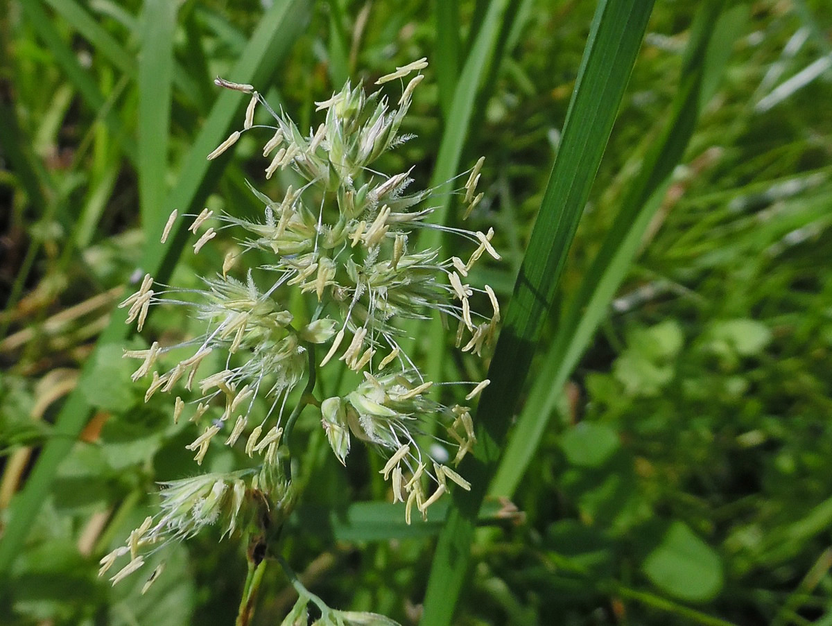 Изображение особи Dactylis glomerata.