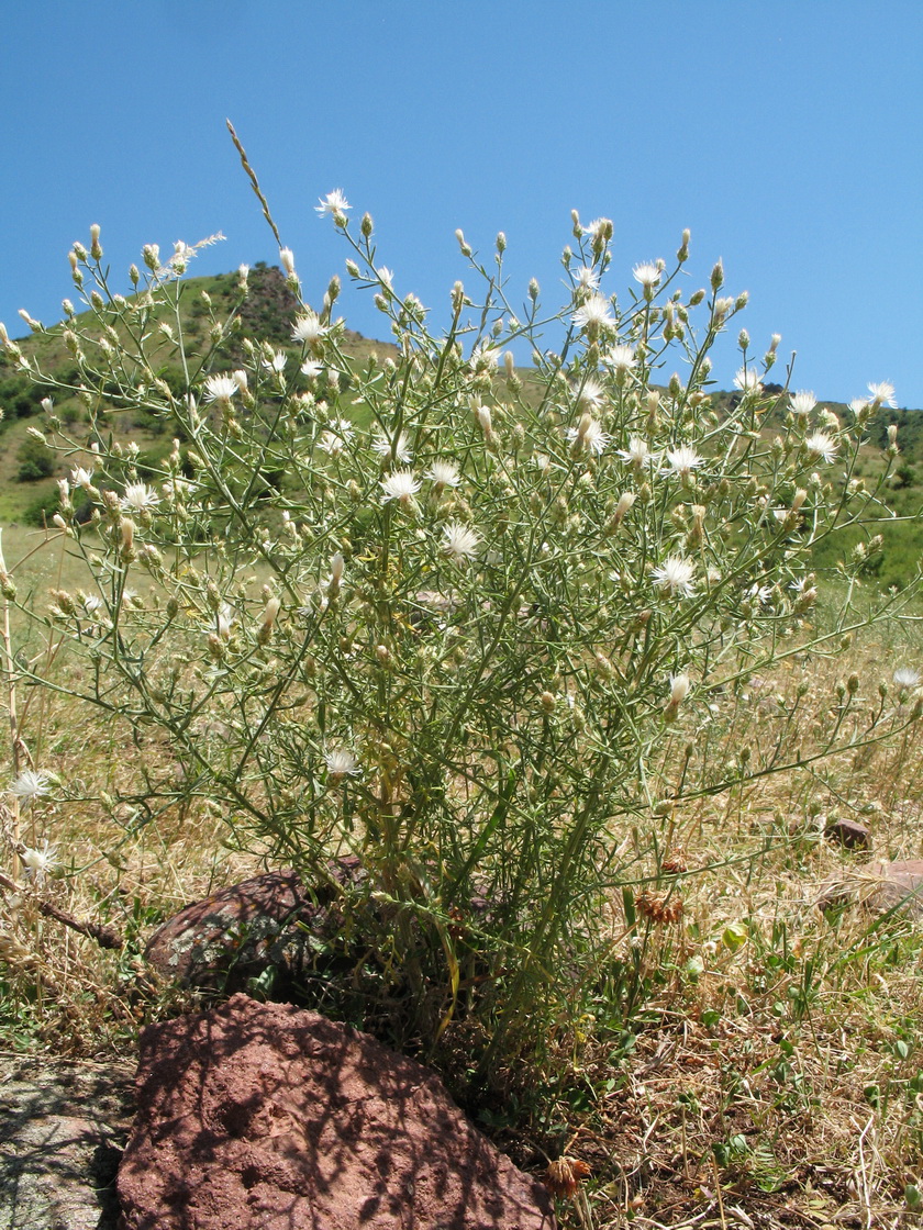 Image of Centaurea diffusa specimen.