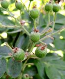 &times; Crataegosorbus miczurinii