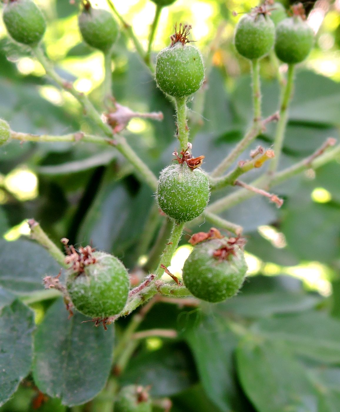 Изображение особи &times; Crataegosorbus miczurinii.