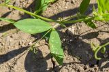 Lathyrus tuberosus