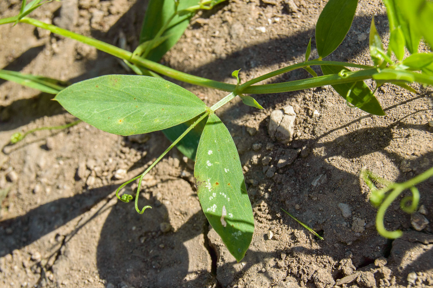 Изображение особи Lathyrus tuberosus.