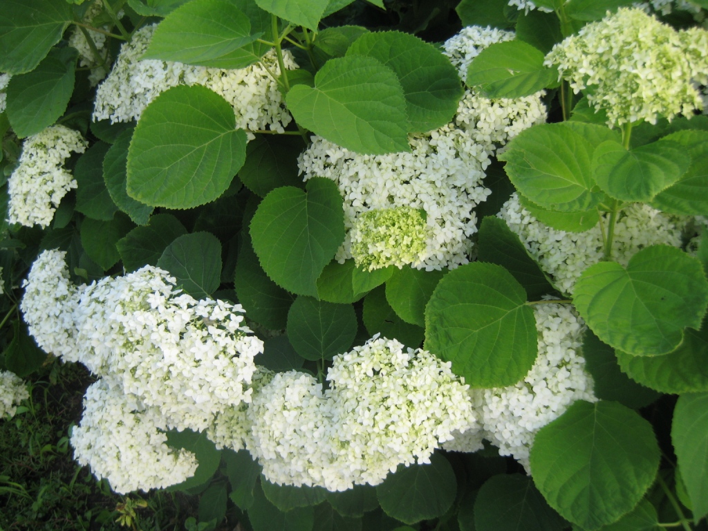 Image of Hydrangea arborescens specimen.