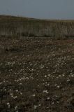Colchicum kesselringii